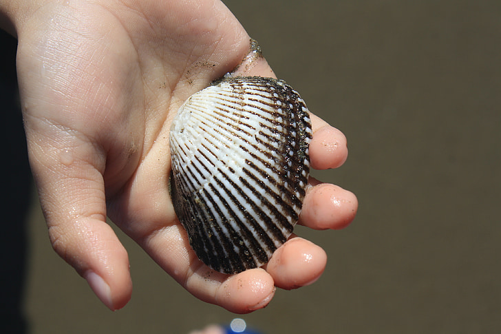 Shell, Seashell, karpide, käsi