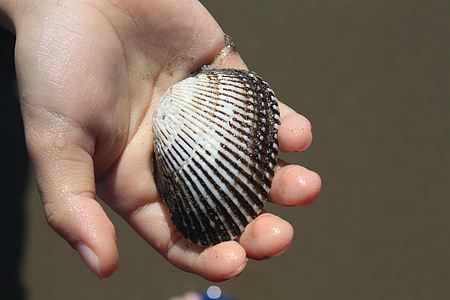 Shell, Seashell, frutti di mare, mano