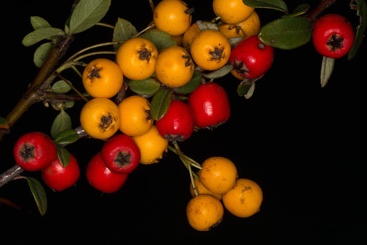 Berry, macro, rood, vruchten, geel