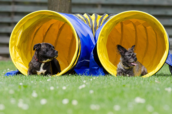 two dogs in the tunnel, agility, tunnel, hybrid, big and small, sweet, summer
