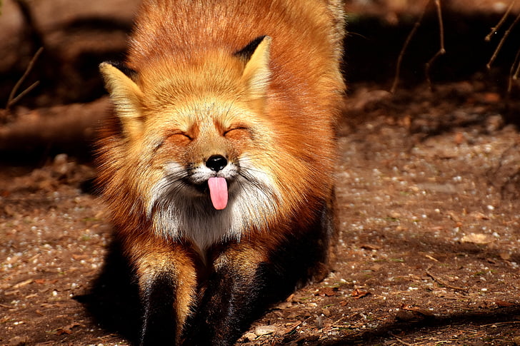 Fuchs, divertit, llengua, món animal, animal salvatge, fotografia de la natura, sobresurten de llengua