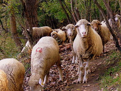 schapen, de kudde, bos