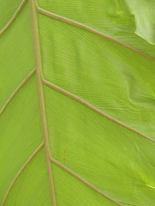 leaf veins, leaf, large, green, philodendron, tree philodendron, tree friend