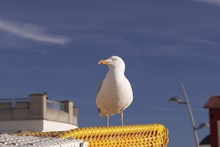 seagull, north sea, borkum