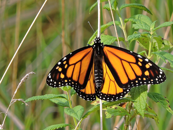 metulj, metulj monarh, monarh, insektov, narave, oranžna, črna