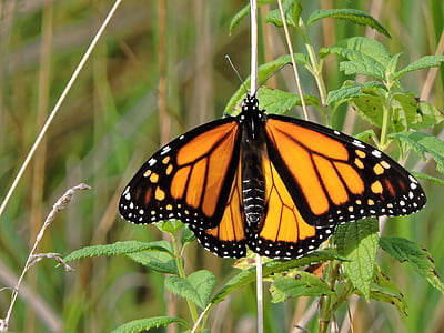 papallona, Papallona monarca, monarca, insecte, natura, taronja, negre