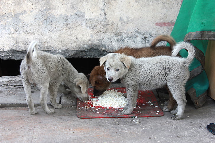 the tramp, puppy, pathetic, street, eat rice, sadly, there are no residential