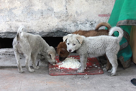 el vagabundo, cachorro, patético, calle, comer arroz, Lamentablemente, hay no residencial