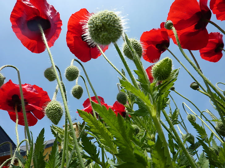 poppies, red, green, sky, blue, nature, flower