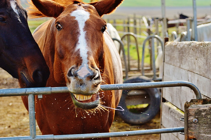 Koń, zwierząt, śmieszne, co twarz, jeździć, Reiterhof, brązowy