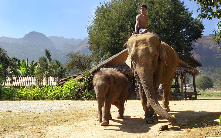 elephants, thailand, travel, animal themes, tree, outdoors, domestic animals