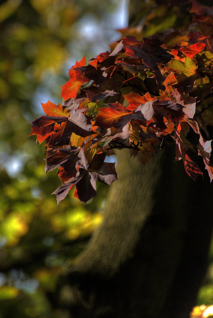 hösten, lövverk, färger, naturen, färgade, träd, grön
