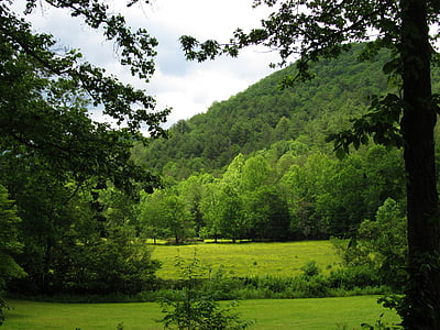 núi, cây, cây bụi, Thiên nhiên, Meadow, cảnh quan, màu xanh lá cây