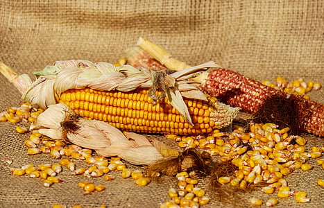 kukurydza, tłok, ziarna kukurydzy, żółty, jedzenie, upraw, roślina