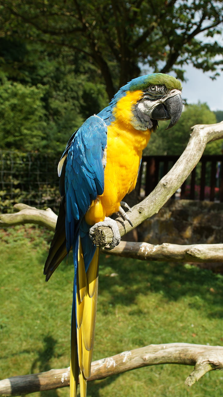 pappagallo, Ara, uccello, colorato, macaw giallo, Kurpfalz-park, casa guardia