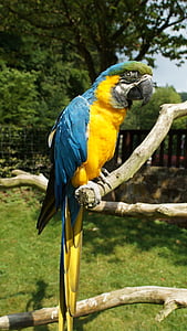 παπαγάλος, Ara, πουλί, πολύχρωμο, κίτρινο μακώ, kurpfalz-πάρκο, φρουρά σπίτι