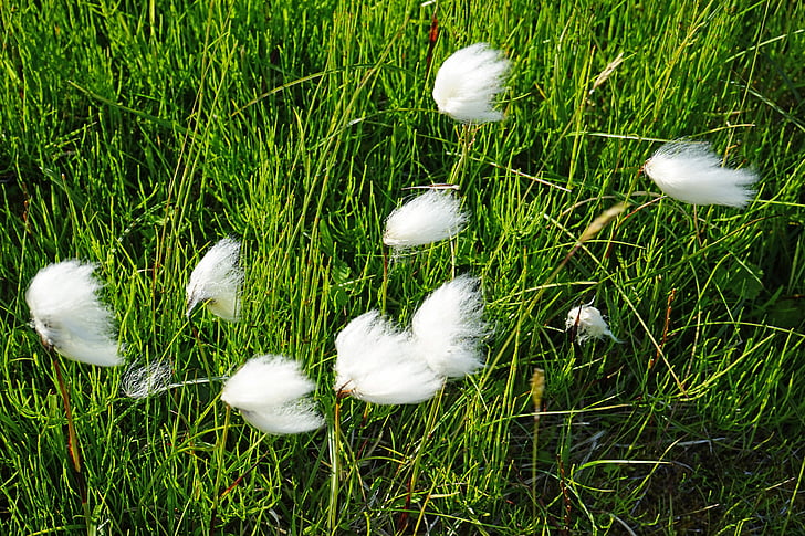cottongrass, Islandija, Gauruotas, balta, žolės