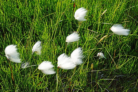cottongrass, Island, Když se člun, bílá, tráva