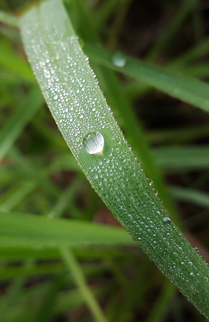 grass, blade of grass, dew, dew drop, morning dew, wet, water