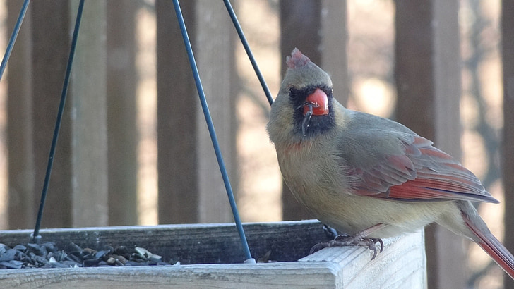 cardinal, nature, bird feeder, female, wildlife, avian, wild