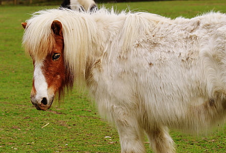 Pony, Wildpark poing, Blanco, marrón, caballo, lindo, Retrato