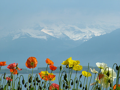 スイス, ジュネーブ湖, ポピー, 山地, 雪, 赤, イエロー