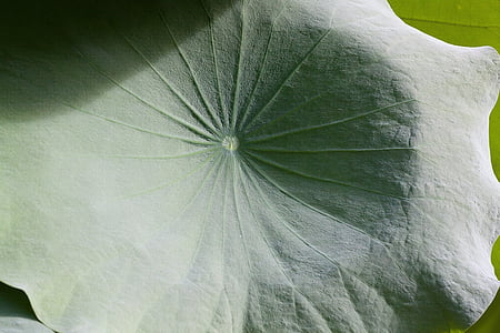 frunză de Lotus, India, nelumbo, Lotus, Lotus plante, nelumbonaceae, verde