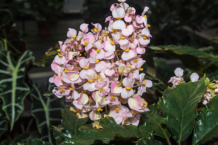 flower, blossom, bloom, close, plant, color, orange