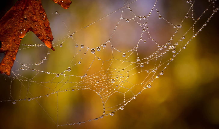hämähäkinverkko, arachnid, märkä, ansa, makro, karmea, NET