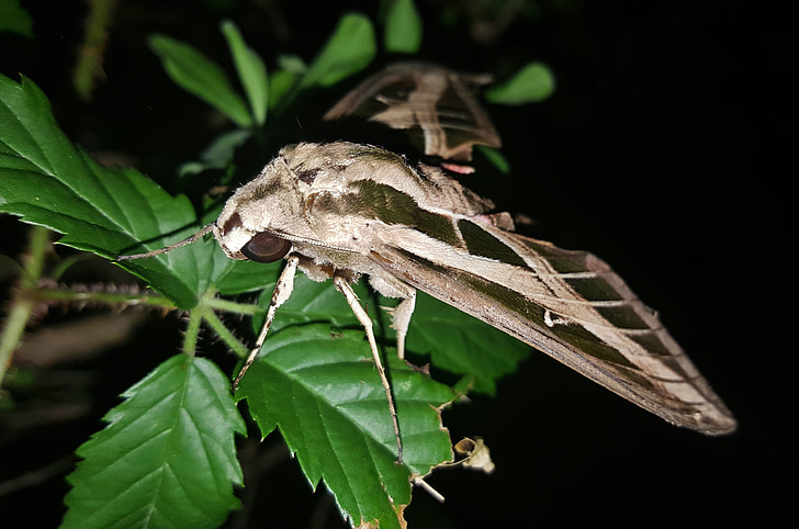 Moth, Sphinx moth, Bandad sphinx moth, insekt, vingar, märkningar, lämnar