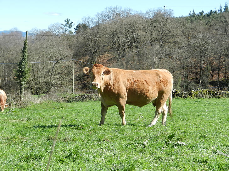 vaca, galllega rossa, Prado