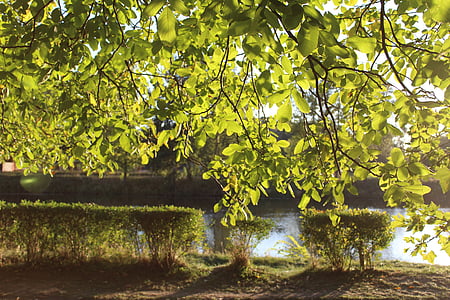 parkování, stromy, alej, Příroda, podzim, listnatý strom, krajina