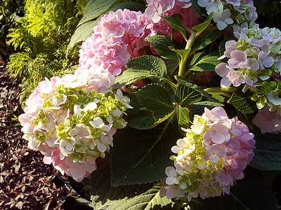 hortensia blomster jia, blomster, andre trening tilbud, natur, rosa, blomst, lyse