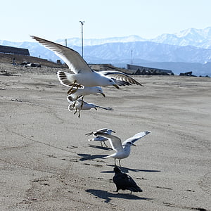 dyr, Beach, Sea gull, måge, havfugle, vilde dyr, naturlige