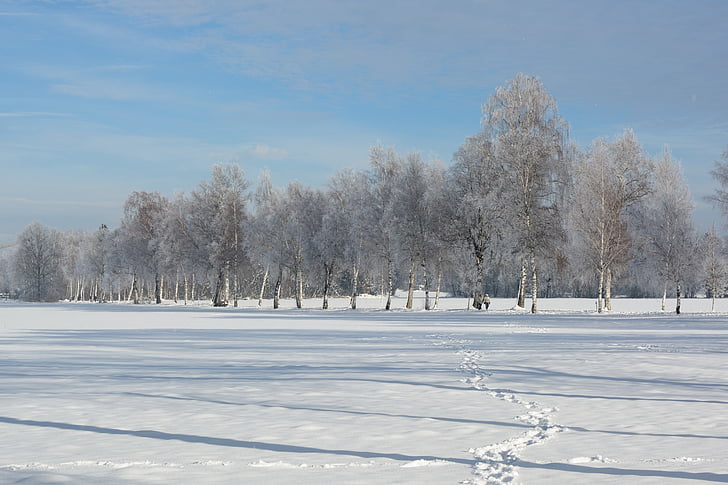paisatge, l'hivern, neu, hivernal, blanc, cobert de neu, màgia de neu