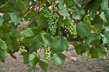 druvor, Grapevine, Pinot noir, rött vin, vingård, Winery, Frühburgunder