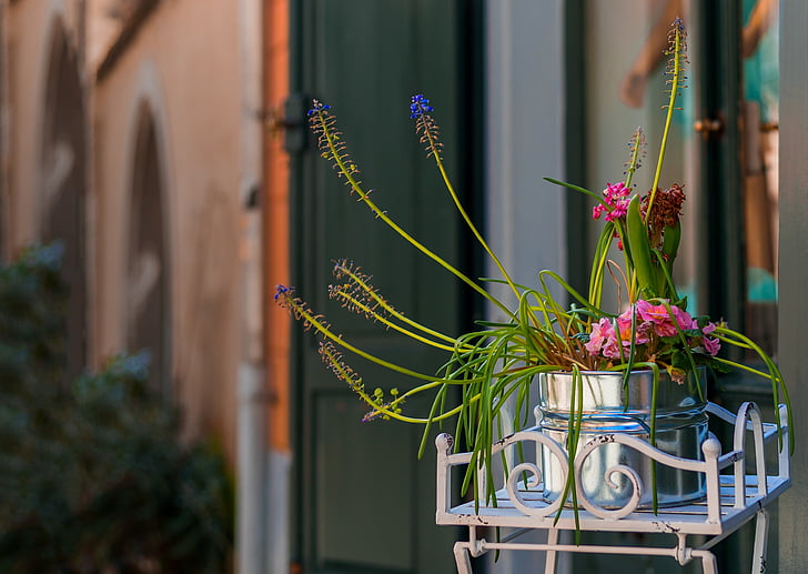 pot de fleurs, fleurs, plante en pot, plante de balcon, Déco, décoration, printemps