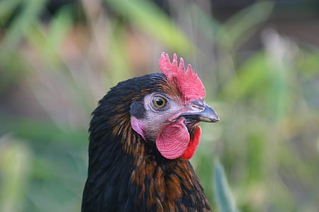 galinha, galinhas poedeiras, frango, galinha híbrida, cabeça de galinha, jardim, animal de estimação