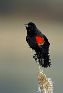 细黑鹂, 鸟, 黑鹂, 栖息, 黑色, 野生动物, 橙色