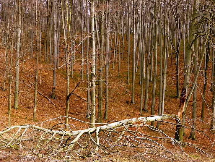 medienos, skaldyti, miško, Audra, Bakony, kalė