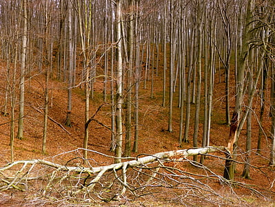 lemn, rupt, pădure, furtuna, Bakony, Creangă