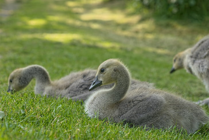 goose, animal, bird, young goose, gosling, grass, nature