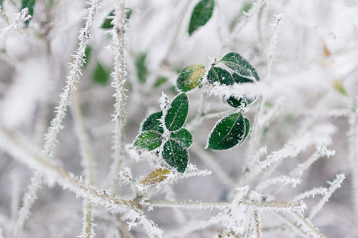 green, leaf, plant, snowflakes, photography, trees, branch