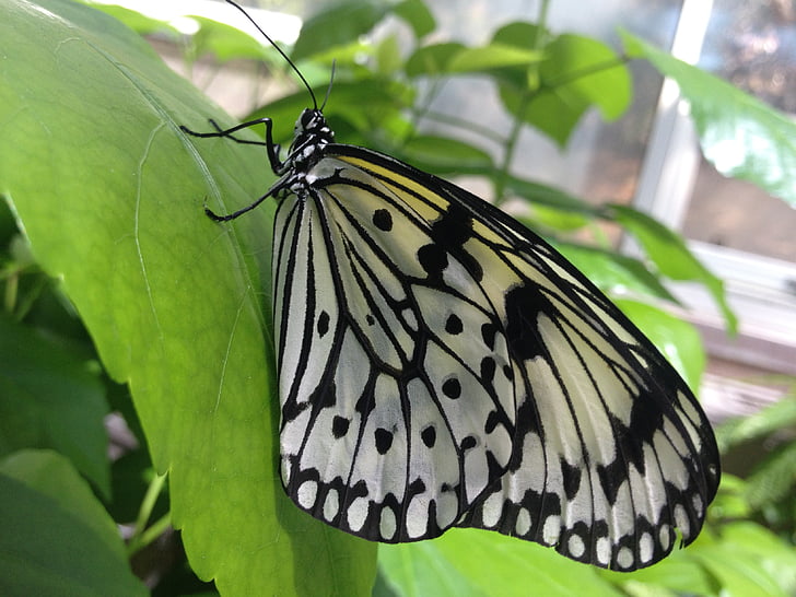 Motyl, liść, ogród
