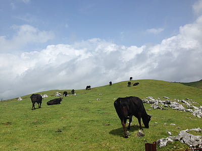 крава, ливада, естествени, пейзаж, кристално ясно, поле, готино