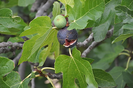 sung, figs, Basilicata, Scanzano
