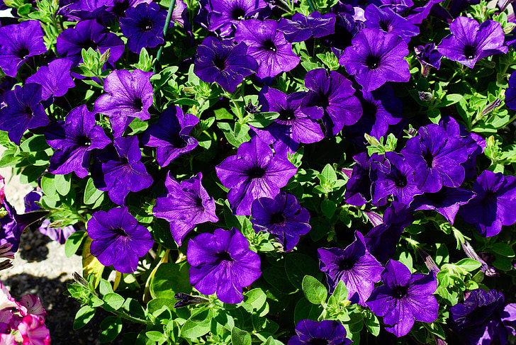 Petunia, flores, violeta