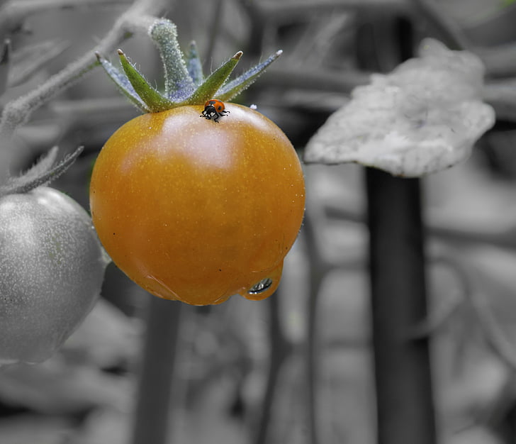 tomato, ladybug, black and white, color, orange, vedgetable, fruit