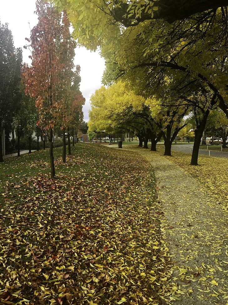 Australia, otoño, también, al aire libre, árbol, hojas, Victoria