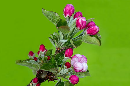 Apple blossom, Õunapuu, Apple tree lilled, õis, Bloom, kevadel, Orchard